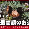 baixar 過去最高額の植物をお迎えしてしまったのでイベント出店の振り返りもしつつご紹介したい【アガベ・塊根・多肉】 mp3