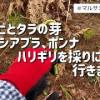 baixar 山菜採りに行きました【ワラビ、コシアブラ、ホンナ、タラの芽、ハリギリ、ゼンマイ】秋田県 mp3