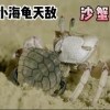 baixar 《环球探海记》阿曼 第22天：专吃小海龟的沙蟹，今天被我做成黑暗料理啦 ！#海鲜美食#环球赶海美食#阿曼自由行 mp3