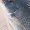 baixar Offshore fishing at Huizhou Sanmen Island; lots of White Seabream lately, used live shrimp as bai... mp3