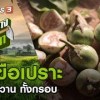 baixar มะเขือเปราะ : มหาอำนาจบ้านนา (6 ต.ค. 62) mp3