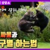 baixar 고양이끼리 장난 ? 아님 싸움 ?? 구별법 알려드림 feat. 집사도 해당 mp3