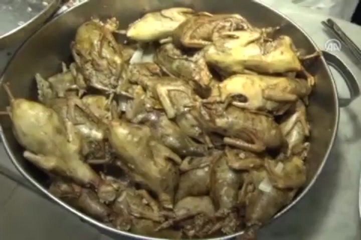 Guvercin Oyun Kuslari 2016