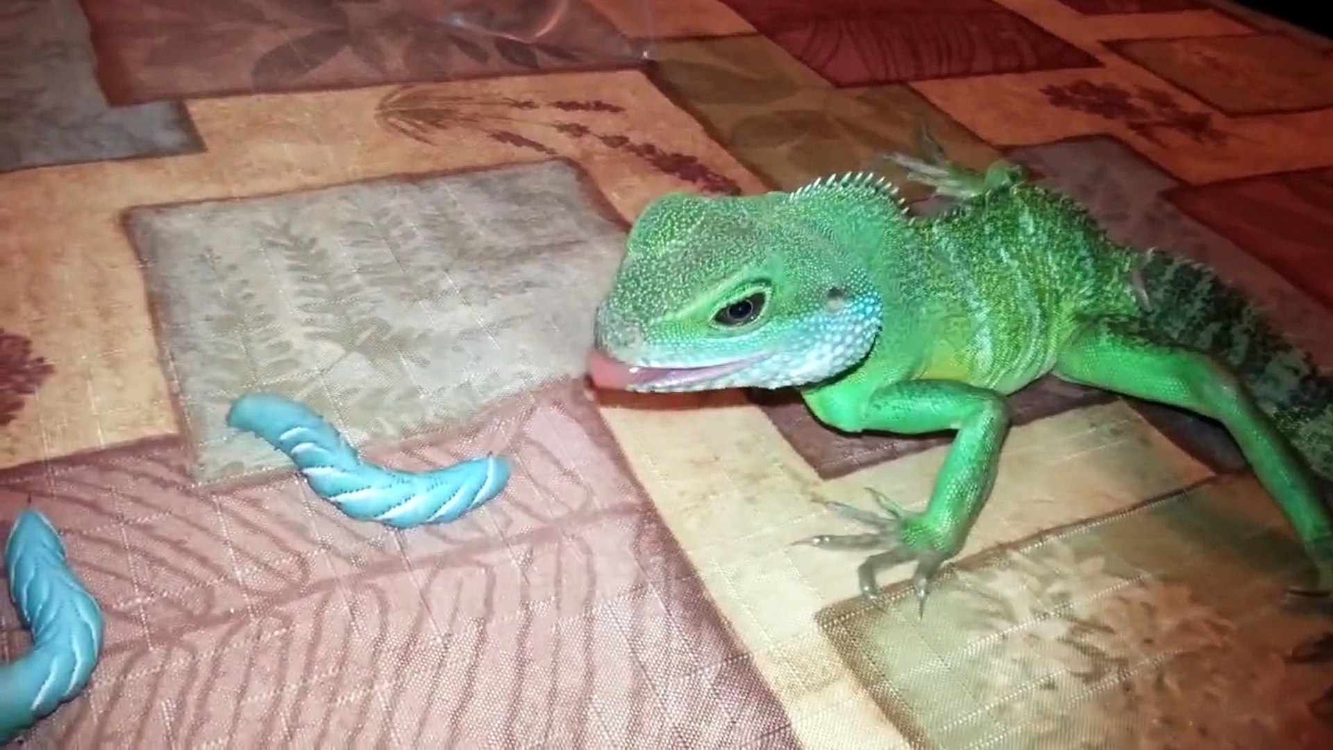 Chinese Water Dragon Eats Gold Fish Chinese Water Dragon Eats Goldfish Quality Sound Cr Unch An adult chinese water dragon should live in a terrarium thats at least 55 gallons. Chinese Water Dragon Eats Gold Fish Read up on them and you will see what I mean about hardy or guppies.