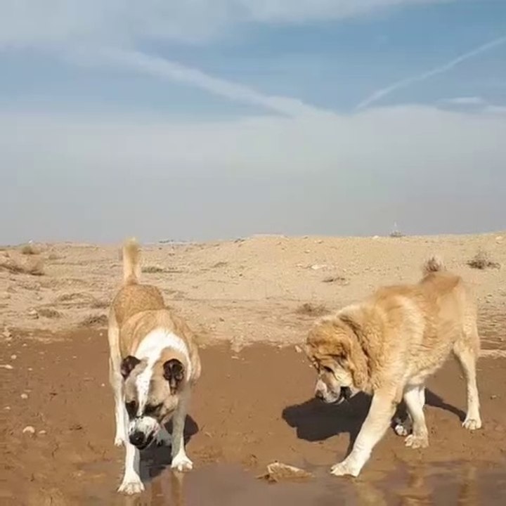 Tibet Mastifi Dunyanin En Pahali Kopegi