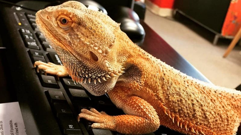 38 Classroom Pets You Ll Want To Take Home Weareteachers