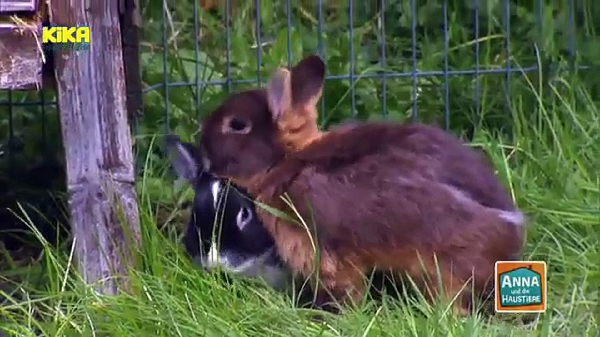 Trotzdem entwickelt sich leider manchmal frust zwischen mensch und tier. Anna Und Die Haustiere Kaninchen Video Dailymotion