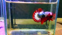 Gratis Unduh Gambar Viral 6 Jenis Ikan Cupang Hias Termahal Pakan Harga Terupdate by Lampunghits.com