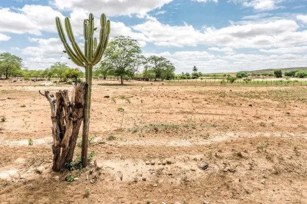 Caatinga Resumo Características Fauna Vegetação E Clima Caatinga Resumo Características Fauna Vegetação E Clima