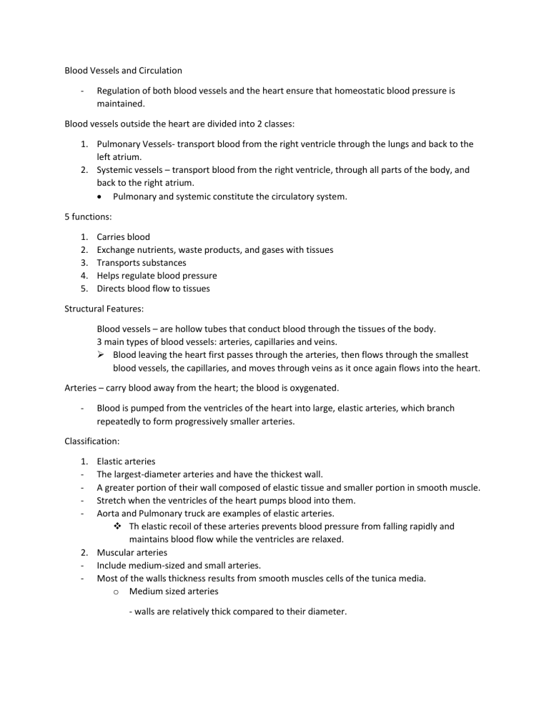 Blood vessels & circulation: study notes