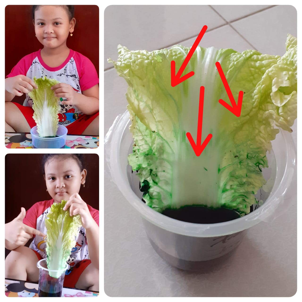 Gambar 2.5 kapilaritas pada pipa dengan wetting liquid. Guru Berbagi Percobaan Sains Club Kapilaritas Pada Tanaman