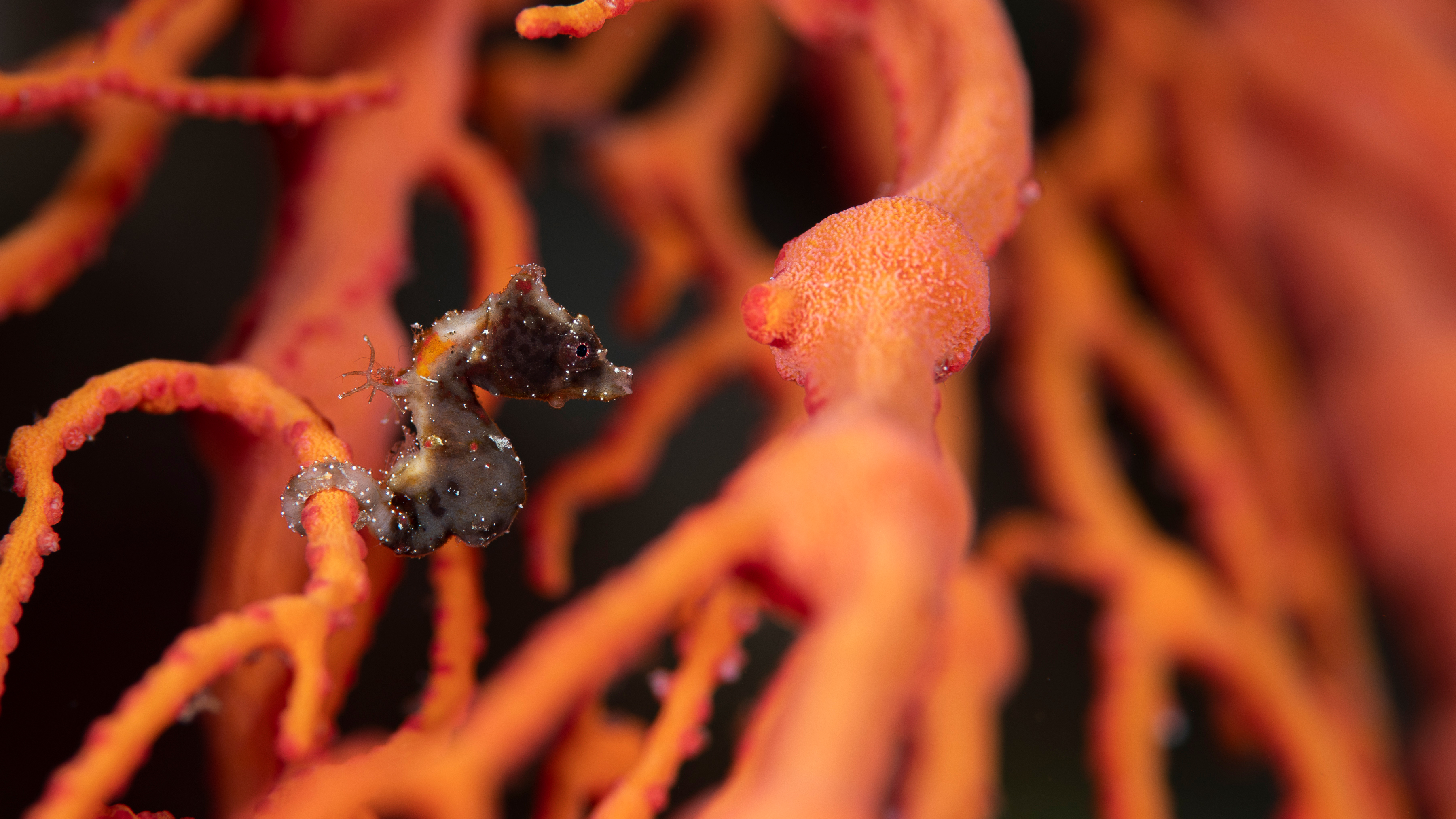 Pygmy Seahorse Facts Images Dr Richard Smith Ocean Realm Images 14 The female gives her unfertilized eggs to the male when mating.