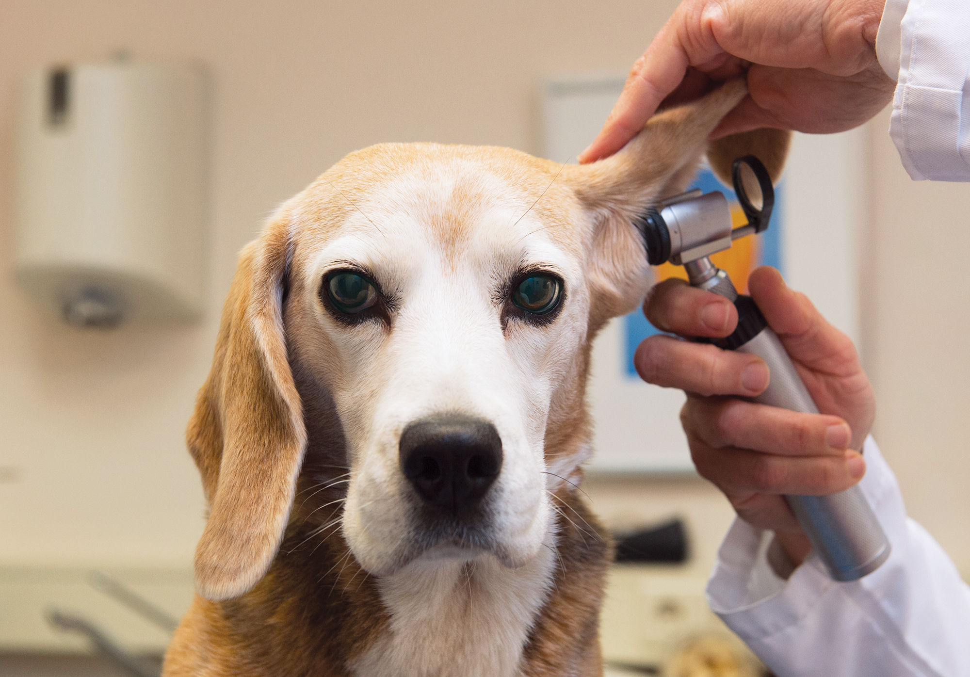 Pet Insurance Is The Latest Perk For Companies Courting Millennials