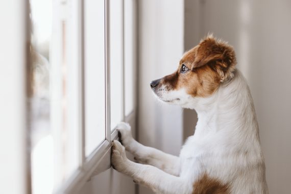 Check spelling or type a new query. Minimize Separation Anxiety How To Prepare Your Dog For When You Return To Work Dogtopia