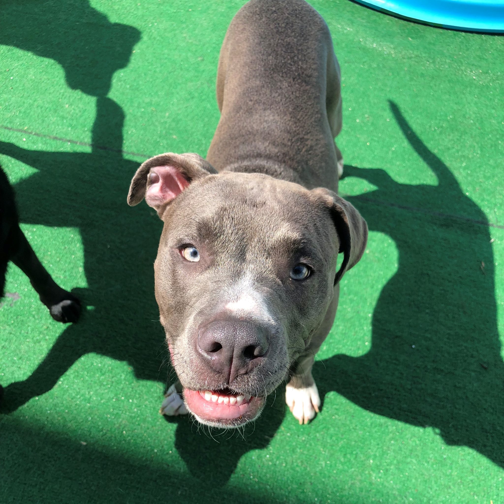  On My Passions The National Pit Bull Awareness Campaign is a nationwide effort to bring positive awareness and attention to the American Pit Bull Terrier.