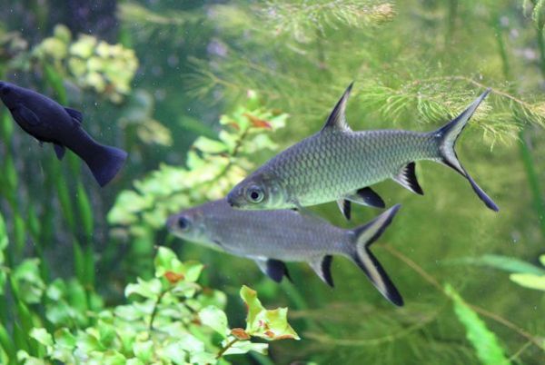 Bala Shark For Sale Live Pet Fish Petsmart Low to High Price.
