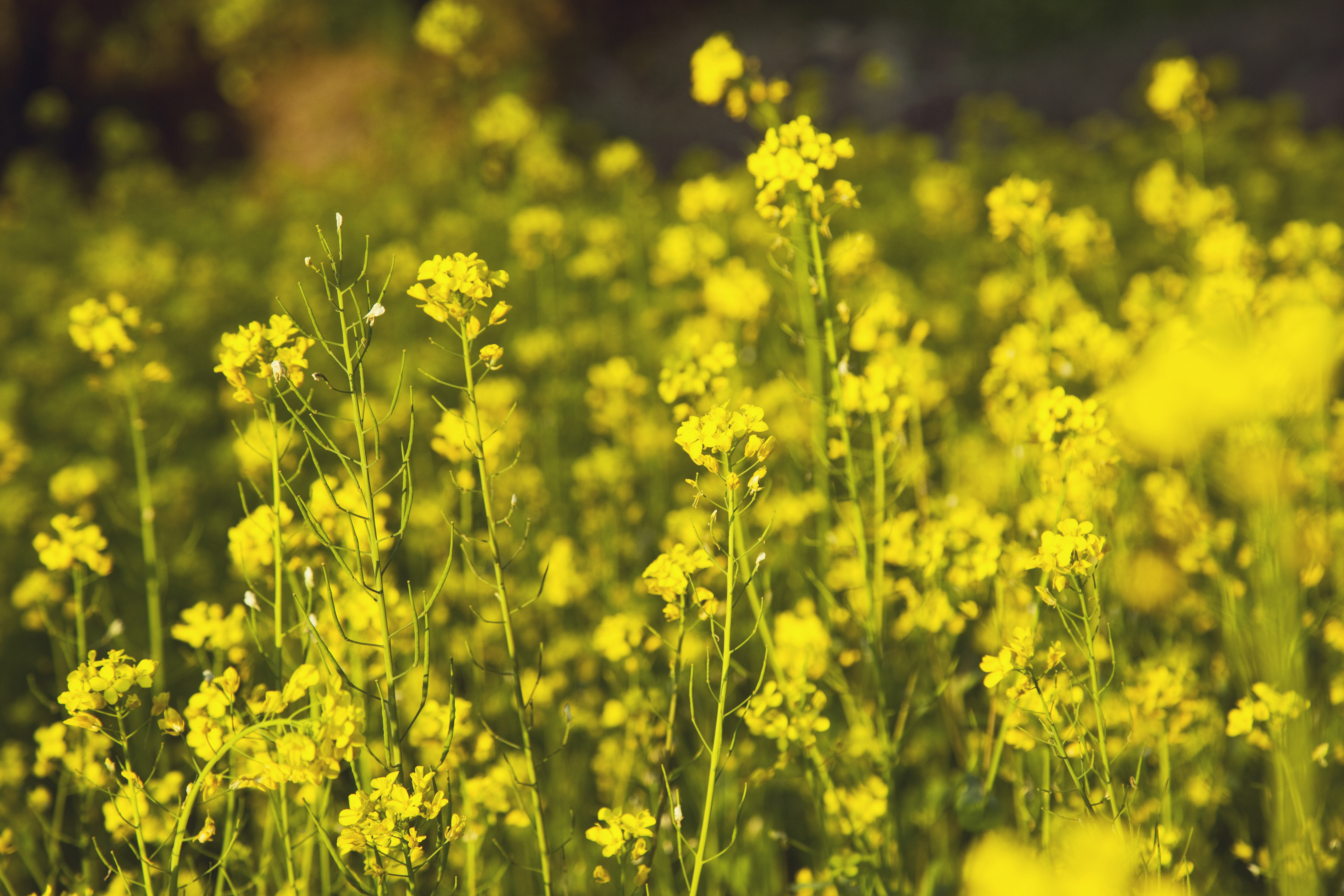 They reduce the population of insects like flies. What Does A Mustard Plant Look Like Hunker