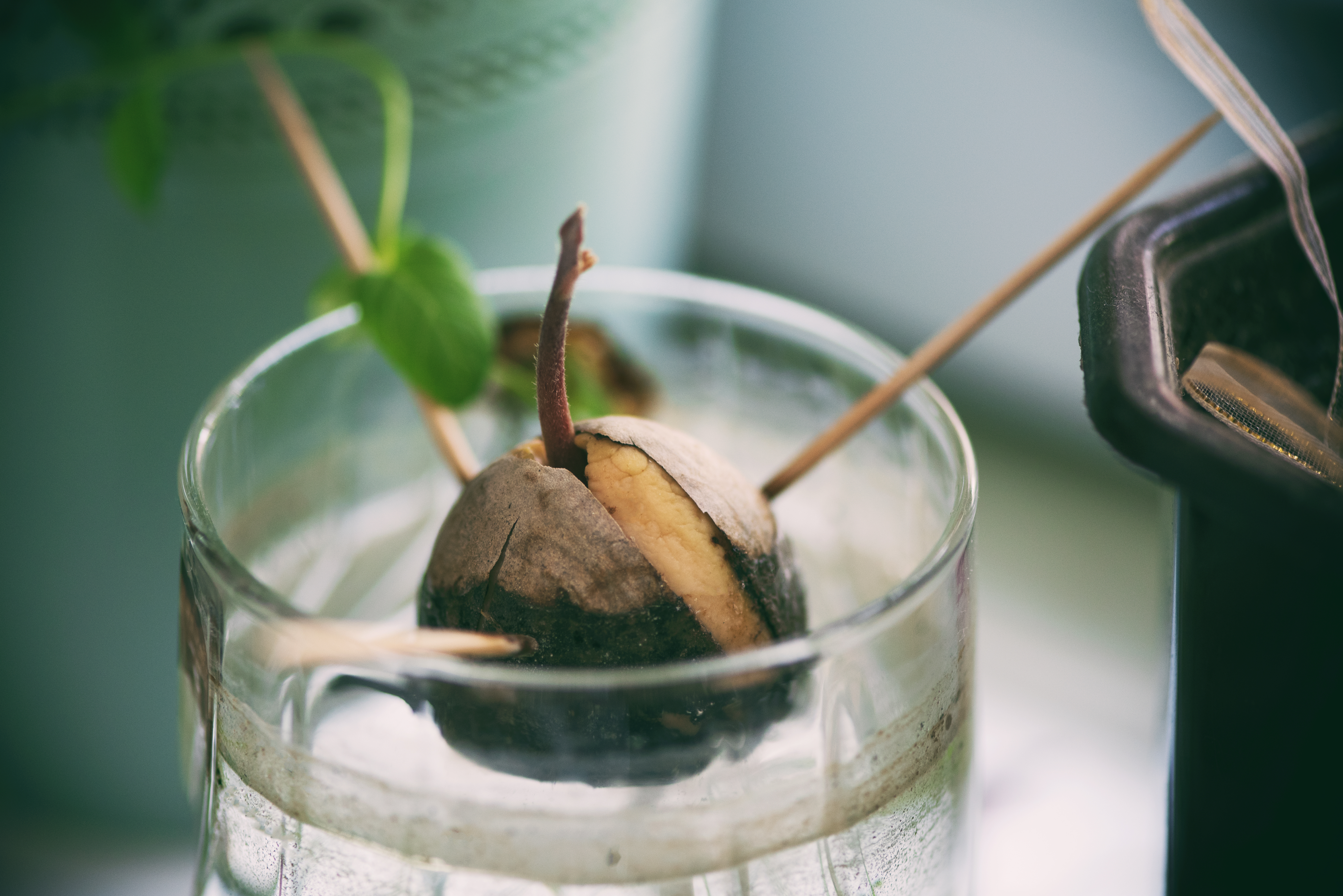 pix How Do You Plant An Avocado Seed In Water https homeguides sfgate com end avocado seed goes water 75281 html