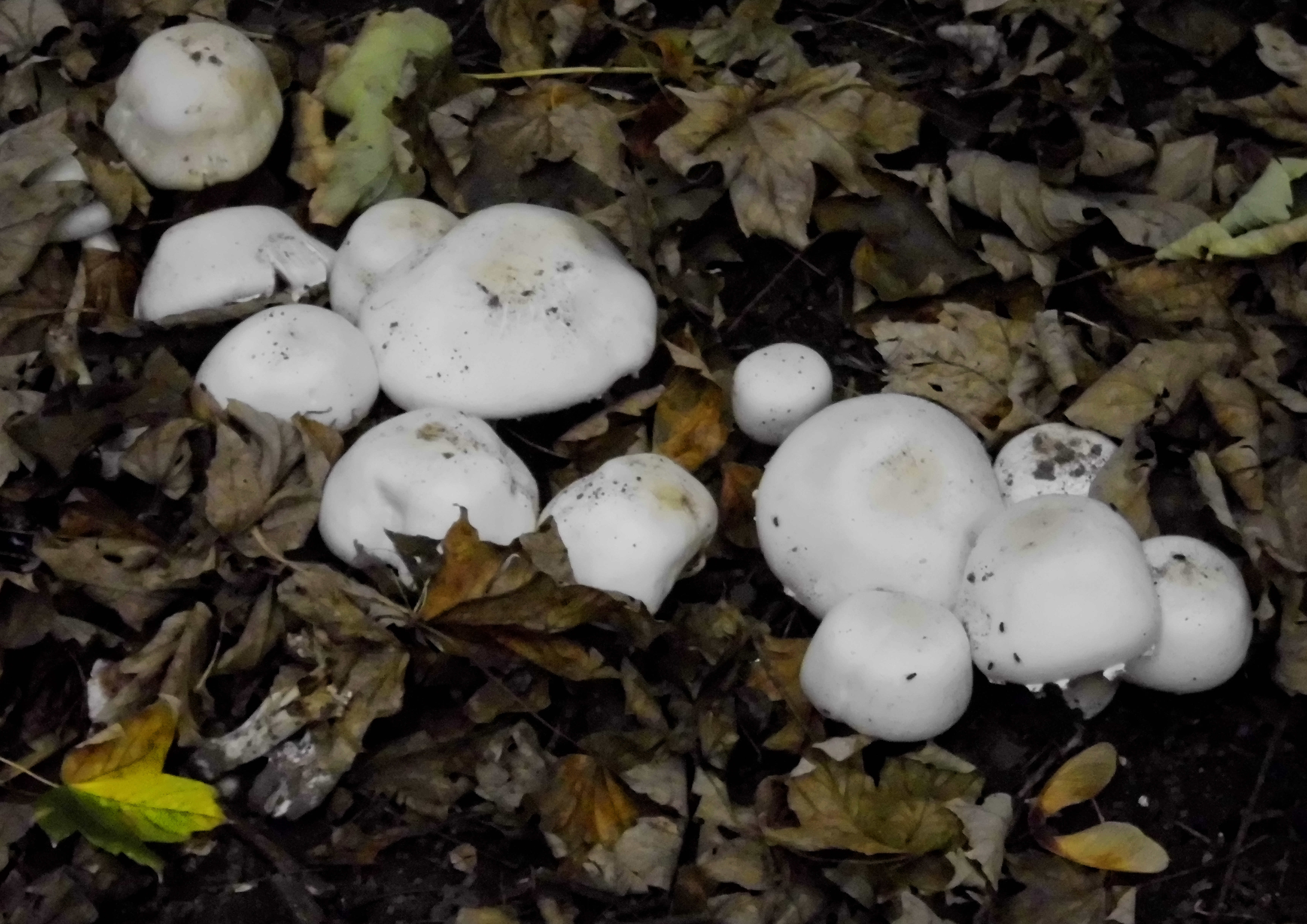 pic Flowerpot Parasol Toxic https homeguides sfgate com white mushrooms growing potted plants 56992 html