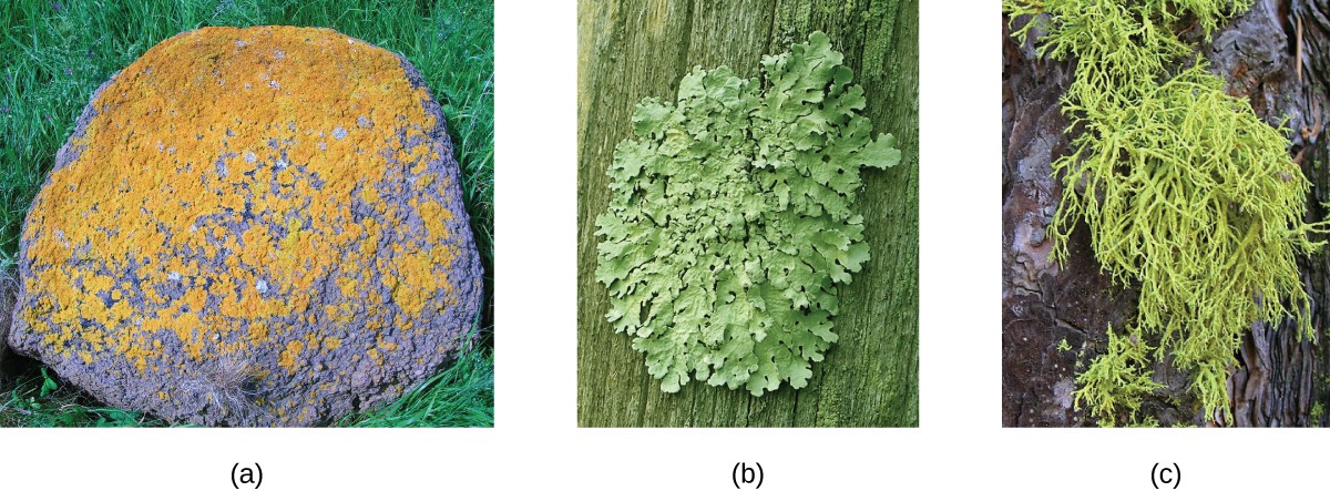 Lichens Microbiology Lichens are widely used as environmental indicators or bio-indicators.