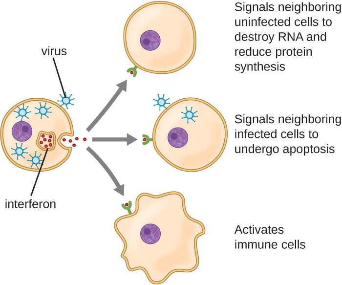 The Immune System Review Article Khan Academy The humoral immune response defends primarily against bacteria and viruses present in body fluids.