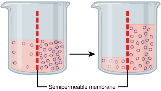 Osmosis Diffusion Active Transport Typically membranes that we see in biology are not solid Membranes perform a useful function allowing for the existence of.