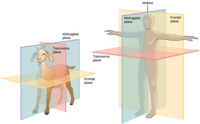 Animal Form And Function Boundless Biology 