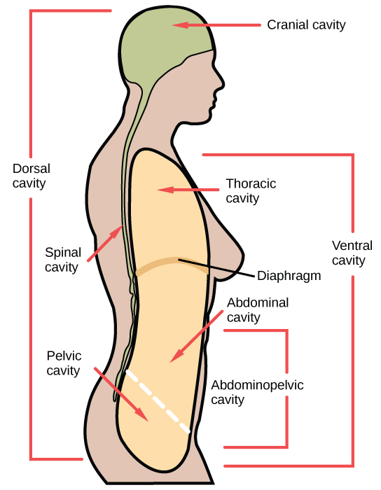 Unit 6 2 Body Planes Directions And Cavities From Fundamentals of Anatomy and Physiology by Dr.