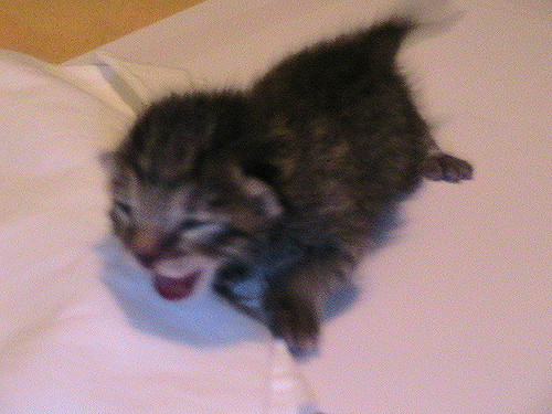 Kitten Care Guide Week By Week Sounds Easy Enough But