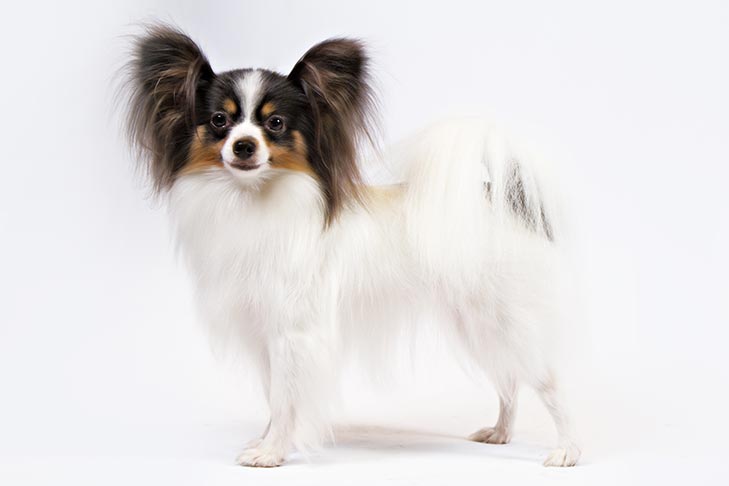 photo White Short Hair Papillon Dog papillon dog breed information