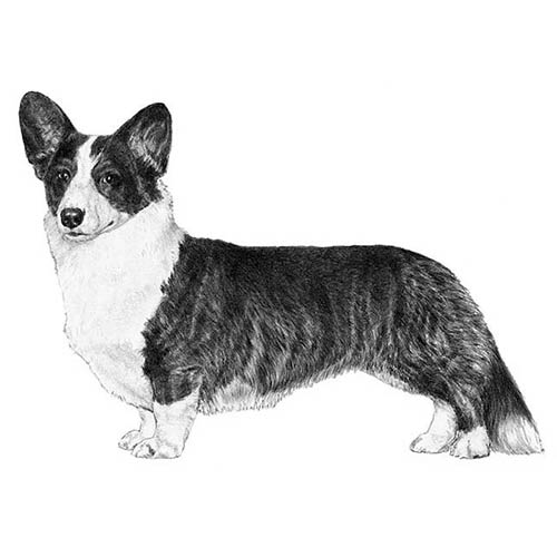 photo Corkie Dogs cardigan welsh corgi dog breed information