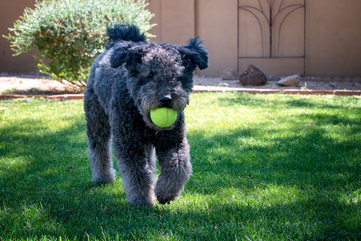 How to teach your dog to fetch