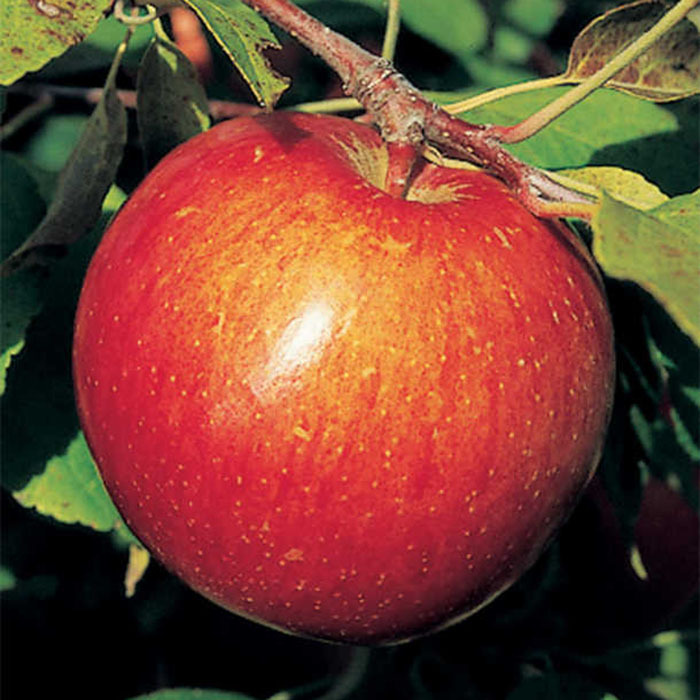 pics Haralson Apple Taste haralson standard apple