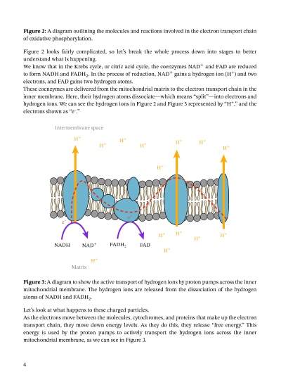 In oxidative phosphorylation, the hydrogen ion gradient formed by . Lesson Oxidative Phosphorylation Nagwa