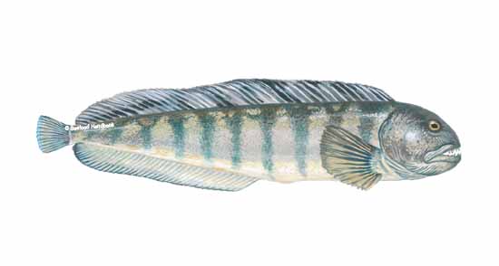 10 Interesting Wolffish Facts You Probably Didn T Know Higher content wolfdogs are going to require raw protein diets while lower contents may only need a high protein dry food.