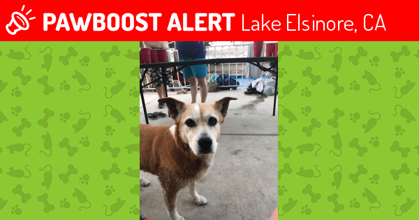 Lake elsinore, ca lost female dog, sincy is missing