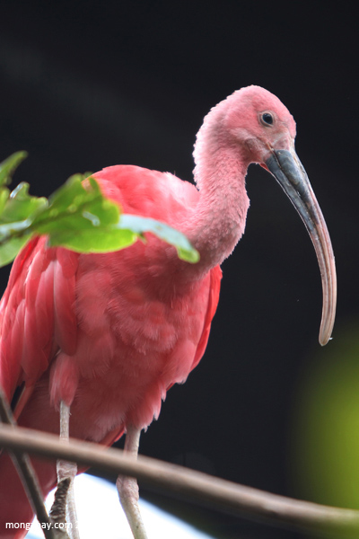 Have you been lucky enough to see one of these brightly colored animals in the wild? Pictures Of The Day Pink Animals