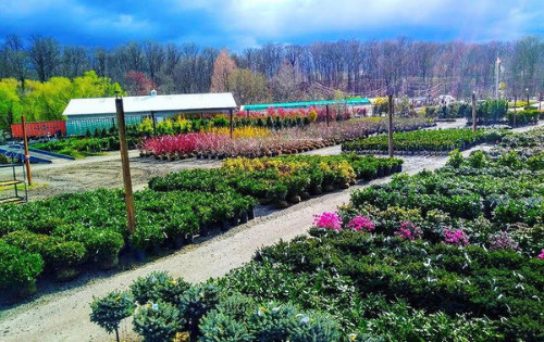 Recently they've had some awesome cherry tomatoes and really good pears.the crispy yummy kind, none of that mushy crap. Koi Pond Store Nj Fountain Store In Freehold New Jersey Statuary Colts Neck Nursery Garden Supply Store Colts Neck Brock Farms