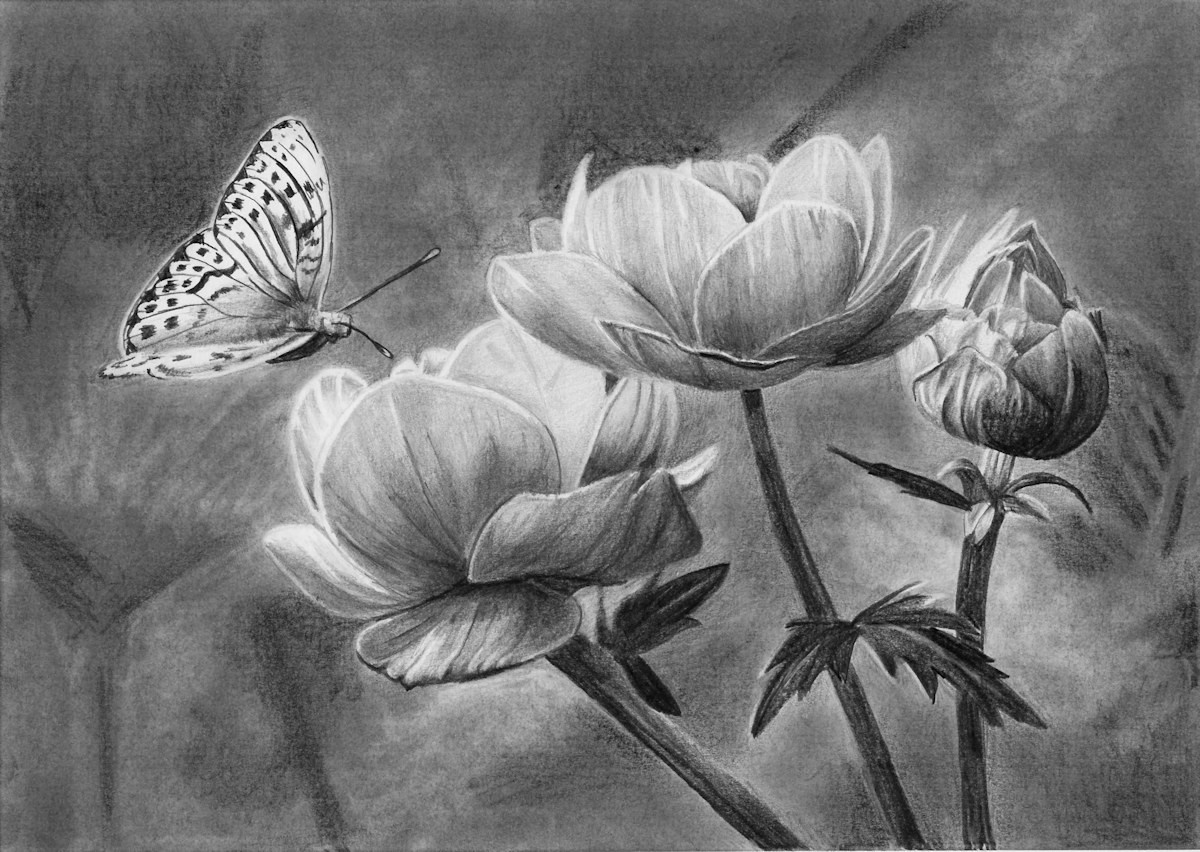 pics Sketch Butterfly On Flower Drawing Easy pencil drawings of flowers and