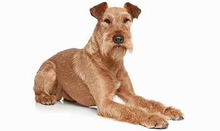 Then, if you also want to know the land value of the property, you can multiply the average cost per acre where the land is l. 35 Dog Breeds That Don't Shed - (Small, Medium, & Large