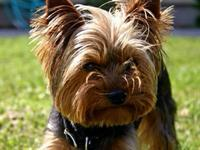 Arrowview animal hospital in san bernardino, ca 92404