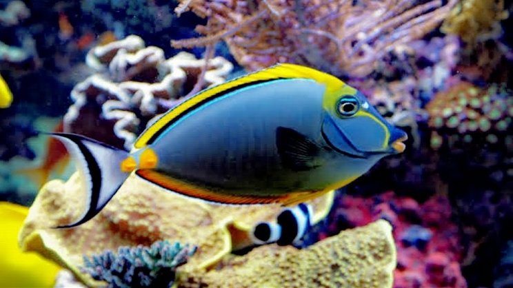 Gratis Download Gambar Jenis Ikan Laut Untuk Anda Ketahui Smart Mama Shop Terupdate by Lampung Hits