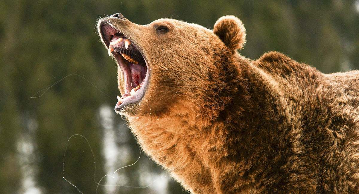 8 Real Life Horror Monsters Walking The Earth Right Now Cracked