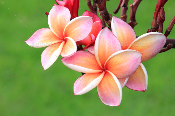 Pink Plumeria Flower On Plant Stock Photo By Foto76 Photodune
