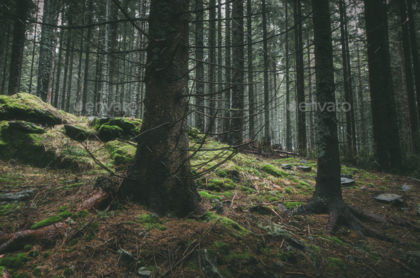 Misty Pine Tree Forest Image Free Stock Photo Public Domain Photo Cc0 Images