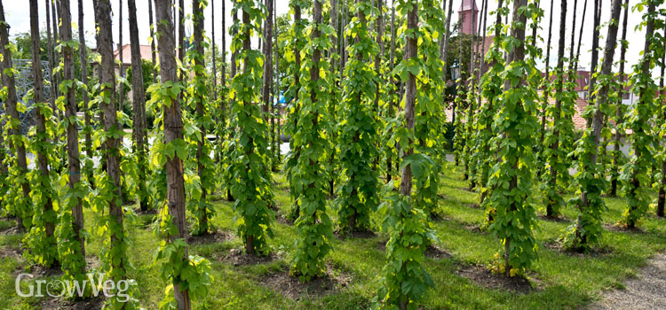 pic How To Grow Hops grow your own hops
