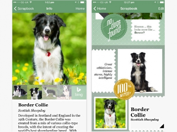Microsoft's Fetch -- An iPhone app Can Identify Your Dog's Breed