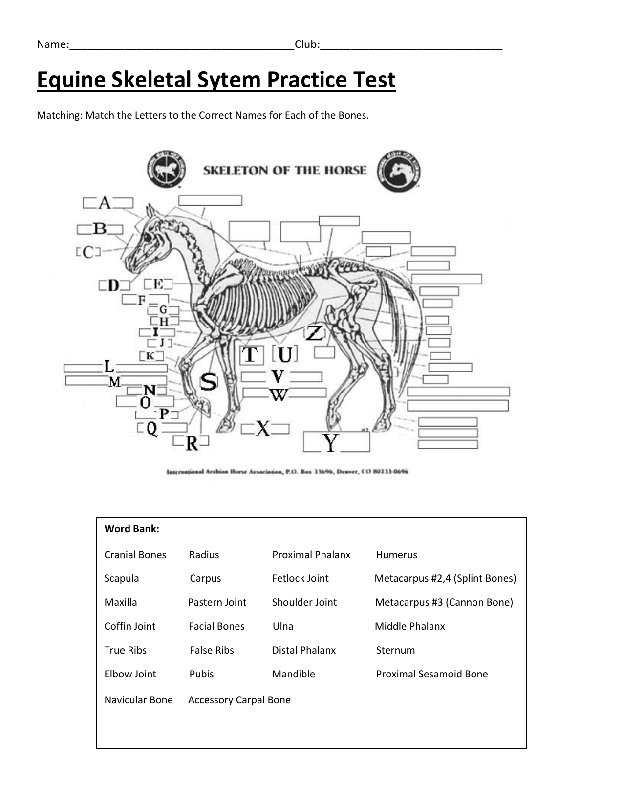 Answer the question at the bottom of the denver system worksheet. Practice Exam 3 Equine Skeletal System Answer Key
