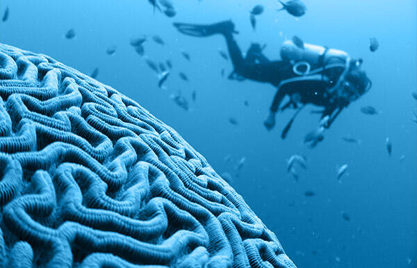 Data Science Learning Paths Ibm Developer - Premium Dark Design Gallery - Ultra HD