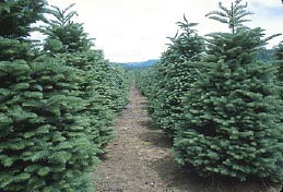 We earn a commission for products purchased through some links in this article. Christmas Trees Clark County Washington State University